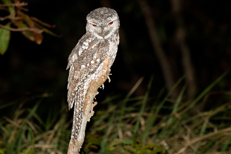 Papuan Frogmouth (Podargus papuensis)